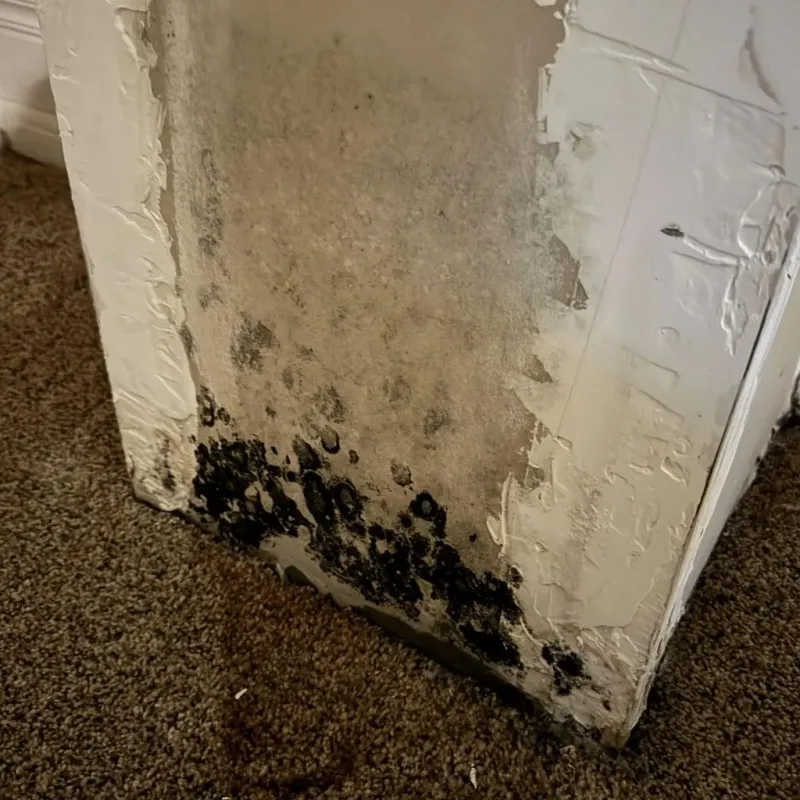 Professional Mold Removal in Warren County, GA